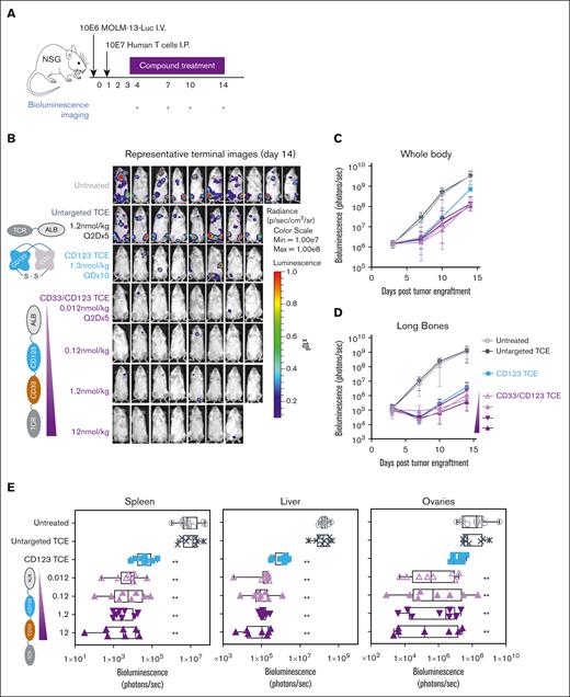 CD33/CD123 NANOBODY TCE exhibits antileukemic effects in a MOLM-13 AML xenograft mouse model. NSG mice were engrafted with 10E6 MOLM-13-Luc AML cells followed by 10E7 human T cells 1 day later. Mice were treated with TCE compounds at the indicated doses between days 2 and 13 of the experiment (QDx10 for CD123 TCE and Q2Dx5 for CD33/CD123 TCE) (A). Panel B illustrates antitumor activity of indicated TCE and doses corroborated by longitudinal quantitation of photon flux using in vivo bioluminescence imaging for global (C) and long-bone (D) tumor growth. Terminal ex vivo bioluminescence imaging analyses were performed of soft tissues spleen, liver, and ovaries to detect tumor cells (E). ∗∗P < .005 in comparison to untreated animals obtained using a two-way ANOVA performed on bio-layer interferometry signal changes from baseline of log values followed by Tukey test.