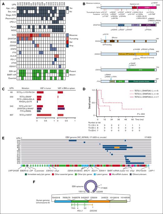 Genomic findings of EBV+ nPTCL. (A) The mutational landscape of EBV+ nPTCL. The rows contain clinical information, somatic mutation data, and EBV genome deletions. Del, deletions; Amp, amplifications. (B) The distribution of somatic mutations. (C) Presence of TET2 and DNMT3A mutations in the BM or spleen. The identical TET2 mutation was identified in the BM that histopathologically carried no tumor cells in UPN82. TET2 mutations were not obvious in the BM in UPN232. Both TET2 and DNMT3A mutations were identified in the BM in UPN242. The TET2 mutation was present both in the tumor and the spleen in UPN857, whereas the mutation in the tumor was a subject of loss of heterozygosity. (D) Kaplan-Meier plot of the OS of patients with EBV+ nPTCL stratified by TET2 (T) and DNMT3A (D) mutations at diagnosis (n = 21). P = .004 by log-rank test. The median OS of patients with DNMT3A mutations, patients with TET2 but without DNMT3A mutations, and patients without TET2 mutations were 0.2, 2.0, and 9 months, respectively. (E) Summary of intragenic deletions identified in EBV genomes of patients with EBV+ nPTCL. Each gray bar indicates an EBV genome from a patient with EBV+ nPTCL. Blue regions indicate deletions. An orange region indicates an inverted region of an EBV genome. The locations of EBV genome components are also indicated. oriP, replication origin used in latent infection; oriLyt, replication origin used in lytic infection. (F) A complex SV involving both EBV and human genomes identified in UPN312. The patient’s EBV genome incorporated 4 different parts of chromosome 9. Two adjacent pieces of the chromosome encoded DOCK8 and PD-L1, thereby forming DOCK8/PD-L1 fusion. All coding PD-L1 sequences were retained with an initial exon of DOCK8 on the 5′ side, indicating that messenger RNA transcription is driven by the DOCK8 promoter. A large part of the 3′ untranslated region (UTR) of PD-L1 was deleted, which upregulates PD-L1 expression.