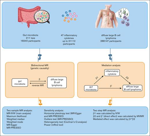 Study design and flowchart. ‘β’ denotes the total effect of gut microbiota on DLBCL, ‘β1’ indicates the MR effect of gut microbiota on mediators, and ‘β2’ reflects the MR effect of mediators on DLBCL, taking into account genetically determined gut microbiota. ‘β'’ represents the direct effect of gut microbiota on DLBCL. MR-PRESSO, Mendelian randomization pleiotropy residual sum and outlier.
