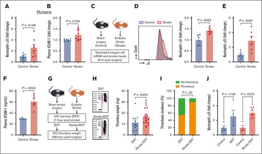Stroke leads to increased neutrophil integrin α9, higher plasma VCAM-1 levels, and increased DVT severity. (A) Neutrophil integrin α9 and (B) plasma VCAM-1 levels from patients with stroke and healthy controls. (C) Schematic of experimental design. (D) Representative image of flow-cytometric analysis of integrin α9 for each group (left) and quantification of α9 expression in peripheral neutrophils after stroke or sham surgery in mice (right). (E) Expression of α9 relative to Actb in peripheral neutrophils after stroke or sham surgery. (F) Plasma VCAM-1 levels from mice with stroke and mice with sham surgery. (G) Schematic of experimental design for stroke-DVT studies. (H) Representative IVC thrombus harvested 48 hours after stenosis from each group (left) and thrombus weight (mg; right). Only mice that exhibited thrombosis were included to quantify the thrombus weight. Each dot represents a single mouse. (I) Thrombosis incidence. (J) Expression of α9 relative to Actb in peripheral neutrophils after DVT and stroke-DVT. Data are mean ± standard error of the mean (SEM) and analyzed using the Mann-Whitney test (A-B,D-F); Fisher exact test (I); and Kruskal-Wallis test followed by the corrected method of Benjamini and Yekutieli (J); n = 8 (A-B); n = 6 (D-F); n = 20 (H-I); and n = 4-6 (J). hr, hour; mRNA, messenger RNA.