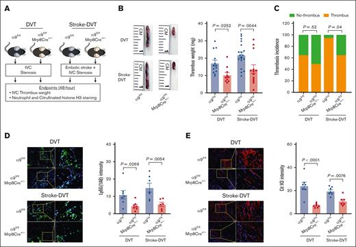 Neutrophil integrin α9 promotes poststroke DVT severity. (A) Schematic of experimental design. (B) Representative IVC thrombus harvested 48 hours after stenosis from each group (left) and thrombus weight (mg; right). Only mice that exhibited thrombosis were included to quantify the thrombus weight. Each dot represents a single mouse. (C) Thrombosis incidence. (D) Representative cross-sectional immunofluorescence image (left) of the isolated IVC thrombus (48 hours after stenosis) from each group for Ly6G (neutrophils, green) and DAPI (4′,6-diamidino-2-phenylindole; blue); magnification, 20×; scale bar, 50 μm; and quantification (right). (E) Representative cross-sectional immunofluorescence image (left) of the isolated IVC thrombus (48 hours after stenosis) from each group for the antihistone H3 (citrulline R2 + R8 + R17) (NETs, red) and DAPI (blue); magnification, 20×; scale bar, 50 μm; and quantification (right). Data are mean ± SEM and analyzed by repeated measures analysis of variance (ANOVA) followed by the corrected method of Benjamini and Yekutieli (B,D-E); and Fisher exact test (C); n = 20 (B-C); and n = 6-7 (D-E). Cit H3, citrullinated histone H3; DAPI, 4',6-diamidino-2-phenylindole.