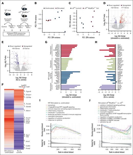 Integrin α9 and VCAM-1 interactions promote gene expressions related to neutrophil inflammation, exocytosis, NF-κB signaling, and chemotaxis. (A) Schematic of experimental design. (B) Principal component analysis was performed based on RNA-seq of stimulated and unstimulated WT neutrophils and (C) stimulated neutrophils from littermate controls and neutrophil–specific integrin α9−/− mice. (D) Volcano plots of differentially expressed genes (DEGs) based on RNA-seq analysis of stimulated and unstimulated WT neutrophils and (E) stimulated neutrophils from littermate controls and neutrophil–specific integrin α9−/− mice. (F) Log fold-change of all the shared DEGs from stimulated and unstimulated WT neutrophils and stimulated neutrophils from littermate controls and neutrophil–specific integrin α9−/− mice. (G) Log fold-change of selected genes from DEGs of stimulated and unstimulated WT neutrophils. (H) Log fold-change of selected genes from DEGs of neutrophils from littermate controls and neutrophil–specific integrin α9−/− mice. (I) GSEA was performed based on RNA-seq of stimulated and unstimulated WT neutrophils and (J) stimulated neutrophils from littermate controls and neutrophil–specific integrin α9−/− mice. The significance of the enriched pathways was determined by right-tailed Fisher exact test followed by Benjamini-Hochberg multiple testing adjustment; n = 5 (B,D,G,I); and n = 4-5 (C,E,F,H,J). GSEA, gene set enrichment analysis.