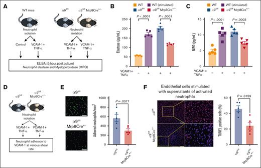 Interactions between integrin α9 and VCAM-1 promote neutrophil hyperactivation, mediate neutrophil adhesion at venous shear rate, and enhance endothelial cell apoptosis. (A) Schematic of experimental design. (B) Elastase and (C) MPO levels in cell-culture media 6 hours after stimulation. (D) Experimental design. (E) Representative images of the neutrophil adhesion to the VCAM-1 coated slides at venous shear rate (left); magnification, 20×; scale bar, 50 μm; and qualification (right). (F) Representative cross-sectional immunofluorescence image of terminal deoxynucleotidyl transferase biotin-dUTP nick end labeling-positive mouse endothelial cells incubated with cell supernatant of stimulated neutrophils from α9fl/fl and α9fl/flMrp8Cre+/− mice (left); and quantification (right); magnification, 10×; scale bar, 100 μm. Data are mean ± SEM and analyzed by repeated measures ANOVA followed by the corrected method of Benjamini and Yekutieli (B-C) or the Mann-Whitney test (E-F); n = 5 (B-C); n = 5 (E); and n = 5 (F).
