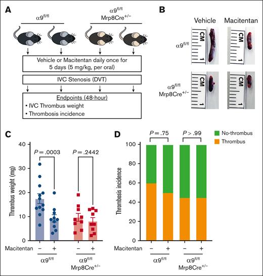 The positive effects of macitentan on DVT outcomes are, at least in part, mediated by neutrophil integrin α9. (A) Schematic of experimental design. (B) Representative IVC thrombus harvested 48-hour post-stenosis from each group. (C) Thrombus weight (mg). Only mice that exhibited thrombosis were included to quantify the thrombus weight. Each dot represents a single mouse. (D) thrombosis incidence. Data are mean ± SEM and analyzed by repeated measures ANOVA followed by the corrected method of Benjamini and Yekutieli (C) or Fisher exact test (D); n = 20 (C-D).