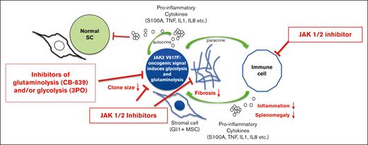 Synergistic action of JAK 1/2, glutaminolysis, and glycolysis inhibitors in JAK2-mutated MPN. The figure highlights that combined treatment of JAK2-V617F–mutated MPN with inhibitors of metabolic dependencies (ie, CB-839 and/or 3PO) together with JAK 1/2 inhibitors (ie, ruxolitinib) synergistically acts in reducing malignant clone size, BM fibrosis, inflammation, and splenomegaly.
