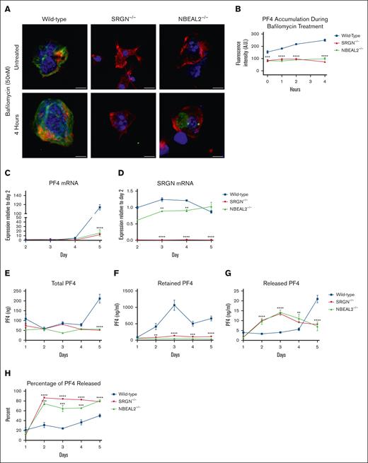 SRGN–/– and NBEAL2–/– MKs fail to retain PF4 at early stages of development. (A) Representative maximum intensity projection images of isolated, mature (day 5) MKs adhered to fibrinogen-coated slips overnight and treated with bafilomycin (50 nM) for 4 hours. Actin (red), DAPI (4′,6-diamidino-2-phenylindole)/DNA (blue), and PF4 (green). The scale bar represents 10 μm. (B) Quantification of PF4 fluorescence intensity normalized to background fluorescence within each image. Data represent an average of 15 individual cells from each time point. (C) PF4 mRNA during MK differentiation from lineage-depleted cells. Shown as a ratio to WT day 2 average; n = 4. (D) SRGN mRNA during MK differentiation from lineage-depleted cells. Shown as a ratio to WT day 2 average; n = 2. (E) Total PF4 production in lineage-depleted MK cultures until day 5, determined by the addition of the total mass of PF4 in the lysate and media. PF4 concentrations in each fraction were measured by enzyme-linked immunosorbent assay (ELISA), and mass was calculated based on volume; n = 5. (F) Retained PF4 concentrations, determined from lysate fraction as described in panel E; n = 5. (G) Released PF4 concentrations, determined from media fraction as described in panel E; n = 5. (H) Data show the percentage of total PF4 mass (E) found in the media (G) throughout the experiment. Data represent an average of 5 independent experiments. All significance is relative to the corresponding WT time point. Significance: ns is indicated by P > .05; ∗P ≤ .05; ∗∗P ≤ .01; ∗∗∗P ≤ .001; ∗∗∗∗P ≤ .0001. All error bars represent the SEM.