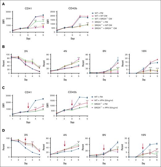 MK development is restricted by SRGN–/– conditioned media and PF4 in vitro. (A) Geometric mean fluorescence intensity (GMFI) of CD41 and CD42b staining of MKs during differentiation in either fresh media (FM), WT conditioned media (CM), or SRGN–/– CM; n = 5. (B) The percentage of the total single-cell population collected residing with either the 2N, 4N, 8N, or 16N peak after propidium iodide staining; N = 5. (C) GMFI of CD41 and CD42b staining of MKs during differentiation in either FM or media supplemented with 50 ng/mL rPF4 on day 3. The arrow indicates treatment time point; n = 5. (D) The percentage of the total single-cell population collected residing with either the 2N, 4N, 8N, or 16N peak after propidium iodide staining; n = 5. Significance was determined by comparing each group with the corresponding WT with FM treatment. Significance: ns is indicated by P > .05; ∗P ≤ .05; ∗∗P ≤ .01; ∗∗∗P ≤ .001; ∗∗∗∗P ≤ .0001. All error bars represent the SEM. rPF4, recombinant platelet factor 4.