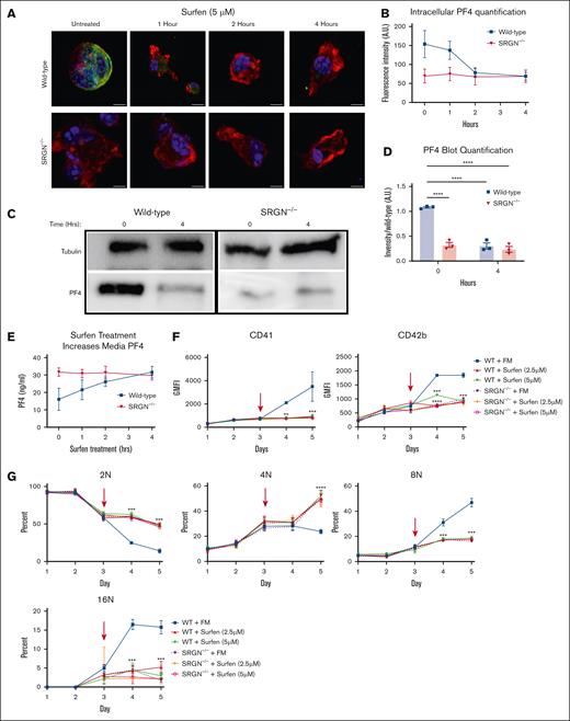 PF4 retention is inhibited by surfen and restricts MK development in vitro. (A) Representative maximum intensity projection images of isolated, mature (day 5) MKs adhered to fibrinogen-coated slips overnight and treated with surfen (5 μM) for 0, 1, 2, and 4 hours. Actin (red), DAPI/DNA (blue), and PF4 (green). The scale bar represents 10 μm. (B) Quantification of PF4 fluorescence intensity normalized to background fluorescence within each image. Data represent an average of 15 individual cells. (C) Western blots of PF4 in MK lysates at 0 and 4 hours of surfen (5 μM) treatment with tubulin as loading control. (D) Quantification of signal intensity from panel C. (E) Media PF4 concentrations during treatment of mature (day 5) MKs with surfen (5 μM) over 4 hours determined from media sample by ELISA; n = 4. (F) GMFI of CD41 and CD42b staining of MKs during differentiation in FM supplemented with 2.5 μM or 5 μM surfen on day 3. The arrow indicates treatment time point; n = 4. (G) The percentage of the total single-cell population collected residing with either the 2N, 4N, 8N, or 16N peak after propidium iodide staining; n = 5. Significance was determined by comparing each group with the corresponding WT with FM treatment. Significance: ns is indicated by P > .05; ∗P ≤ .05; ∗∗P ≤ .01; ∗∗∗P ≤ .001; ∗∗∗∗P ≤ .0001. All error bars represent the SEM.