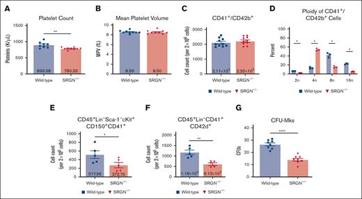 MK maturation and platelet count are suppressed in SRGN–/– mice. (A) Platelet count was determined by complete blood count from mice (WT, n = 8; SRGN–/–, n = 9). (B) Mean platelet volume (WT, n = 8; SRGN–/–, n = 9). (C) The number of CD41+/CD42b+ bone marrow–derived cells; n = 10. (D) The percentage of CD41+/CD42b+ cells that reside within the indicated ploidy peak after propidium iodide staining; n = 3. (E) CD45+Lin–CD41+CD42d+ and (F) CD45+Lin–Sca-1–c-Kit+CD150+CD41+ bone marrow cell counts as determined by flow cytometry (n = 5). (G) MK+ colonies produced from pooled bone marrow and assessed by acetylcholinesterase detection (n = 8). All experiments were performed with samples from 52-week-old mice. Significance: ns is indicated by P > .05; ∗P ≤ .05; ∗∗P ≤ .01; ∗∗∗P ≤ .001; ∗∗∗∗P ≤ .0001. All error bars represent the SEM. CFUs, colony-forming units. K/μL, thousands per microliter.