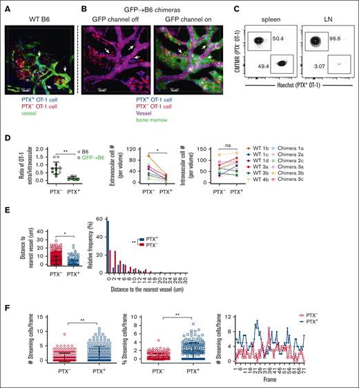 Teff cell entry into BM of unmanipulated mice is chemokine receptor-dependent. B6 mice (A; supplemental Video 1) or B6.ubGFP→ B6 BM chimeric mice (B; supplemental Video 2) were IV injected with untreated (red) or PTX-treated (blue) OT-1 effectors. Three hours later, mice were injected with dextran-FITC (A) or Qdot655 (B) to visualize blood vessels and then underwent 2PIM imaging of the calvarium. Representative images (A-B). Arrows highlight extravascular OT-1 cells adjacent to blood vessels. Scale bar represents 50 μm. PTX-treated OT-1 cells were excluded from LN but not spleen (C). PTX treatment reduced the E/I ratio of OT-1 effectors, the absolute number of extravascular OT-1 effectors (D), and the distance extravascular OT-1 cells traveled from the nearest vessel (E). (F) Rapidly moving (streaming) intravascular OT-1 cells (supplemental Video 3) were more numerous and more frequent among PTX-treated cells. Number of streaming cells per frame (left panel); the percentages of PTX– and PTX+ cells that were streaming (middle panel); the numbers of streaming PTX+ and PTX– cells per image frame (right panel). (D-E) Data from 3 nonchimeric and 3 chimeric mice with a total of 12 imaged volumes. (F) Data from 2 mice with 2 imaged volumes. Significance was determined by a 2-tailed Student t test. ∗P < .001; ∗∗P < .0001. ns, not significant.