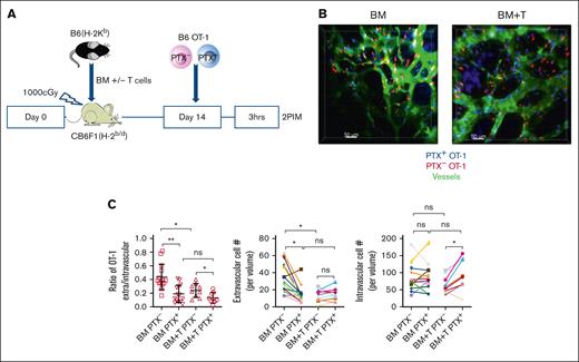GVHD reduces chemokine-driven OT-1 effector entry into extravascular BM. (A) Experimental design. (B) Representative images from mice that received transplant with only donor BM (left; supplemental Video 6) and with BM and T cells (BM + T; right; supplemental Video 7). Scale bar represents 50 μm. (C) Quantitation of the E/I ratio and absolute numbers of extravascular and intravascular OT-1 cells. BM alone data are from 14 fields from 6 mice. GVH data are from 9 fields from 6 mice. Significance was determined by a 2-tailed Student t test. ∗P < .001; ∗∗P < .0001.