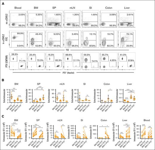 GVHD reduces chemokine-driven OT-1 effector entry into extravascular BM but promotes PTX-sensitive OT-1 effector entry into GVHD target tissues. Irradiated CB6F1 mice were reconstituted with B6 BM with T cells (BM + T) or without B6 T cells (BM). On day +14 after transplantation, PTX-treated OT-1 effectors (Hoechst labeled) or untreated OT-1 cells (CMTMR labeled) were infused. Mice were euthanized 3 hours later, 3 minutes after being injected with an α-CD45.2 FITC antibody to identify intravascular cells. (A) Representative flow cytometry showing OT-1 cells from mice not injected with (top row) and injected with α-CD45.2 (second row). Representative CMTMR and Hoechst staining of CD8+vβ5+ cells is in the third row. Ratios of extravascular (CD45.2–) to intravascular (CD45.2+) OT-1 cells (B). Enumeration of PTX+ and PTX– OT-1 cells, paired from individual mice (C). Data are combined from 4 independent experiments with a total of 13 BM alone and 14 BM + T recipients. Too few OT-1 cells were recovered from some mice, especially in the colon, accounting for some groups having fewer than 13 or 14 data points. Significance was determined by a 2-tailed Student t test. ∗P < .05; ∗∗P < .01; ∗∗∗P < .001; ∗∗∗∗P < .0001. SP, spleen.