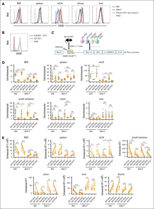 CXCR3 contributes to but is not required for OT-1 effector recruitment. (A) OT-1 effectors generate by vaccination before (green line in all plots as a reference) and recovered after transfer expressed CXCR3. Each line is data from an individual mouse. (B) CXCR3–/– OT-1 effectors do not stain with the anti-CXCR3 antibody. (C) Experimental design. Irradiated CB6F1 mice received equal numbers of wt or CXCR3–/– OT-1 effectors that were or were not PTX treated. Three hours later, mice were injected with anti-CD45.2 to identify intravascular cells and were euthanized immediately thereafter. (D) Ratios of extravascular (CD45.2–) to intravascular (CD45.2+) OT-1 cells. (E) Numbers of extravascular (CD45.2) cells recovered from each tissue. Paired values are from the same mice. Data are from 2 experiments with 4 mice per group in each. Significance was determined by a 2-tailed Student t test. ∗P < .05; ∗∗P < .01; ∗∗∗P < .001; ∗∗∗∗P < .0001. FMO, Fluorescent minus one.