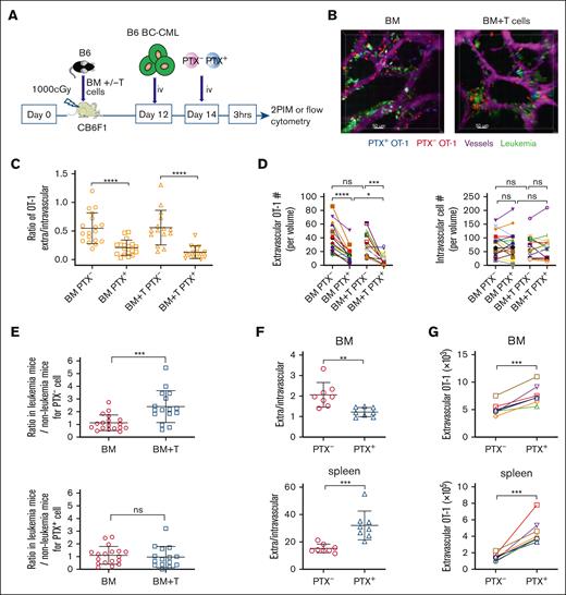BC-CML cells promote OT-1 recruitment in the presence of a GVH response. (A) Experimental design. (B) Representative images from the calvarium of mice transplanted as described in panel A; Scale bar represents 50 μm. See also supplemental Videos 8 and 9. (C) Ratios of E/I OT-1 cells. (D) Numbers of extravascular and intravascular OT-1 cells. Symbols connected by lines represent data from the same mice. BM alone data are from 18 volumes from 7 mice. BM + T data are from 15 volumes in 9 mice. We compared the E/I ratios of OT-1 cells in mice transplanted with leukemia cells to those measured in mice transplanted without leukemia cells by normalizing the ratios with leukemia cells to the mean of the ratios observed in mice transplanted without leukemia cells (E). (F-G) The experimental design was similar as in panel A, except intravascular and extravascular OT-1 cells were enumerated by flow cytometry based on extravascular cells staining with αCD45.2 FITC, which was administered 3 minutes before euthanizing. BM cells from femurs and tibias were analyzed. (F) Ratios of extravascular (CD45.2–) to intravascular (CD45.2+) OT-1 cells as determined by flow cytometry. (G) Extravascular OT-1 cell number in BM and spleen. Data are from 2 experiments with 4 mice per group in each. Significance was determined by a 2-tailed Student t test. ∗P < .05; ∗∗P < .01; ∗∗∗P < .001; ∗∗∗∗P < .0001. ns, not significant.