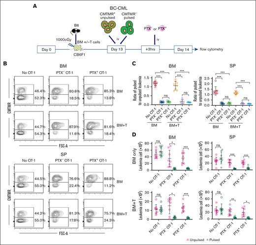 PTX+ and PTX- OT-1 cells kill SIINFEKL-pulsed BC-CML cells in mice that received transplant. (A) Experimental design. Irradiated CB6F1 mice were reconstituted with B6 BM, without or with B6 T cells. On day +13, mice received BC-CML cells that were SIINFEKL pulsed (unlabeled) or unpulsed (CMTMR labeled). Three hours later, mice were injected with PTX+ or PTX– OT-1 effectors. Another group received BC-CML cells but not OT-1 cells. Mice were euthanized the next day, and pulsed and unpulsed BC-CML cells in spleen and BM were enumerated. (B) Representative flow cytometry (gated on BC-CML cells based on expression of a nonsignaling form of the human NGFR and EGFP). (C) Ratios of SIINFEKL pulsed to unpulsed cells in BM and spleen. (D) Numbers of BC-CML cells enumerated in each experimental group. Data are combined from 2 experiments, with 4 mice per group in each. Significance was determined by a 2-tailed Student t test. ∗P < .01; ∗∗P < .001; ∗∗∗P < .0001. EGFP, enhanced green fluorescent protein; NGFR, nerve growth factor receptor; ns, not significant; SP, spleen.