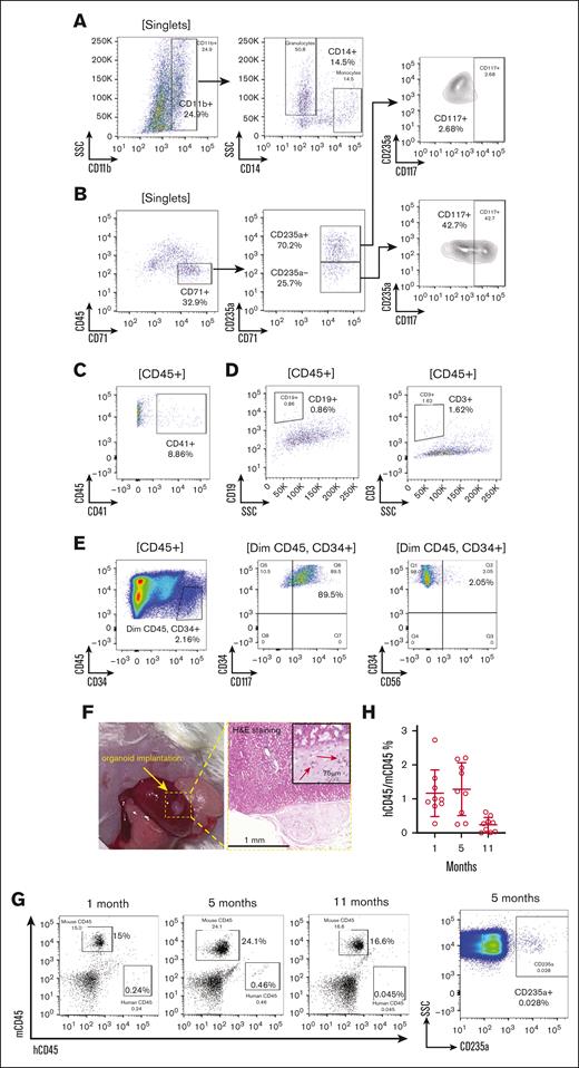 Human iPSC-derived bone marrow organoid supports autonomous hematopoiesis. (A-E) Validation of multilineage hematopoiesis within the organoid through flow cytometry. After digestion with collagenase into a single-cell suspension, organoid-derived cells were stained as indicated. Labels in the bracket symbols indicate the cell populations the corresponding panels were based on for analyses. The percentages of the indicated populations are presented. (F) Organoid implantation in NSG mice. The organoid was implanted under the renal capsule of the left kidney. H&E staining demonstrates successful engraftment 1-month after implantation. Red arrows indicate the vessel lumen enclosing red blood cells (RBCs). (G) Flow cytometry analysis of RBC-depleted peripheral blood at 1, 5, and 11 months after implantation to compare the percentages of human and mouse CD45+ leukocytes. CD235a+ human erythroid cells were also tested at 5 months using non–RBC-depleted samples. (H) Quantitative analysis of the ratio of human and mouse CD45+ cells in panel G. Each data point represents an NSG mouse implanted with human bone marrow organoid. SSC, side scatter.
