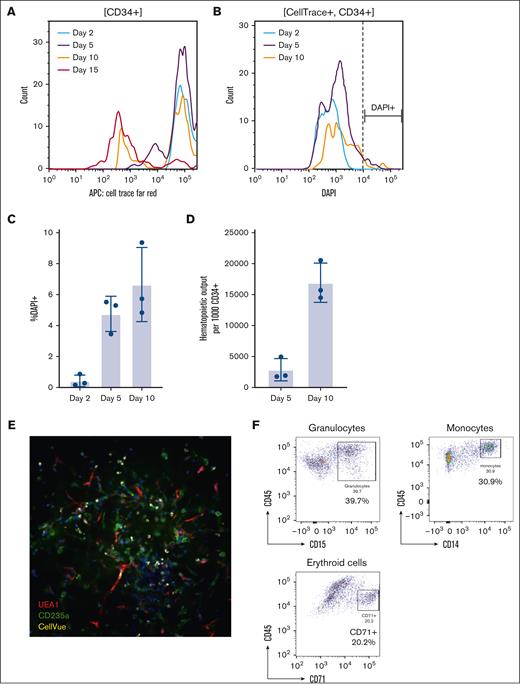Proliferation and survival analyses of engrafted CD34+ HSPCs in human bone marrow organoids. (A) The CellTrace proliferation assay of engrafted CD34+ HSPCs on days 2, 5, 10, and 15. CD34+ HSPCs (1 × 106) were pooled from 3 independent MDS samples and stained with CellTrace Far Red dye. CD34+ stained HSPCs (5 × 10³) were engrafted into each organoid and at least 10 organoids were pooled for each flow cytometry assay. The CellTrace intensity of engrafted CD34+ cells was tested on days 2, 5, 10, and 15 after engraftment. (B-C) Cell death of the engrafted CD34+ cells was assessed using DAPI (B) and quantified in panel C. (D) The total output of hematopoietic cells per 1000 engrafted CD34+ HSCPs was assessed using cell-counting beads. (E) Secondary engraftment of CD34+ HSPCs. CellTrace+ HSPCs were sorted using FACS on day 3 after primary engraftment. Live sorted HSPCs (5 × 10³) were engrafted into each human bone marrow organoid. The secondary engraftment was assessed with whole-mount 3D imaging. (F) Flow cytometry analysis of the indicated cell lineages in the CellTrace+ engrafted donor cells in the secondary engrafted organoids. The percentages of the indicated populations are presented. APC, antigen-presenting cell; DAPI, 4′,6-diamidino-2-phenylindole.