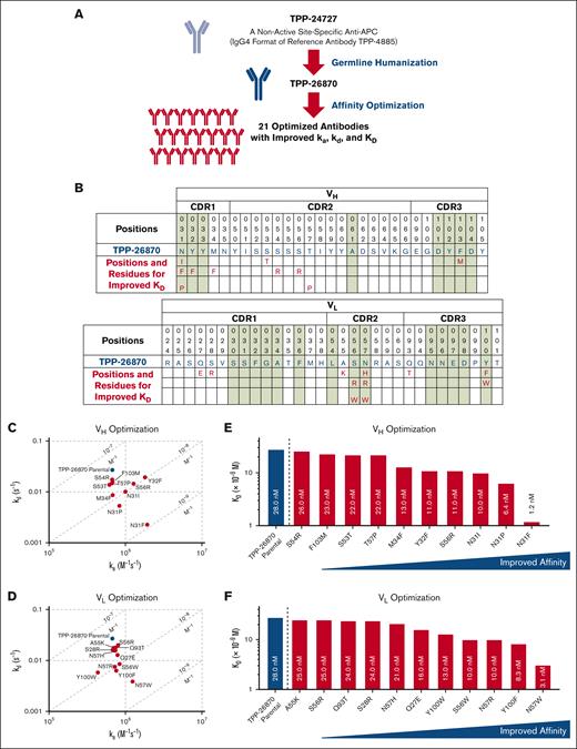 Affinity maturation of TPP-26870 identified 21 substitutions with KD improvement. (A) TPP-26870 is an APC non–active site antibody derived from the germlining of TPP-24727. (B) Amino acid sequence and substitutions of CDR1, CDR2, and CDR3 in VH and VL of TPP-26870. Positions common to the residue positions identified as the paratope of TPP-4885 for binding APC are shaded in green. (C) Isoaffinity plot on the effect of amino acid substitutions within the VH of TPP-26870 on the ka and kd. The dashed diagonal lines represent KD. (D) Isoaffinity plot of ka and kd after substitutions in VL. (E) Rank order of KD after VH substitutions. (F) Rank order of KD after VL substitutions. KD, ka, and kd were performed in duplicates.