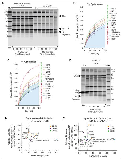 Effect of TPP-26870 amino acid substitutions within each CDR on APC-mediated histone H3 cleavage. (A) Histone H3 cleavage by APC in presence of TPP-26870 parental antibody was monitored by measuring the decrease in the intact H3 band over time. Sodium dodecyl sulfate–polyacrylamide gel electrophoresis (SDS-PAGE) analysis showed TPP-26870 did not affect H3 cleavage. (B) Time course of H3 cleavage by APC in the presence of TPP-26870 VH variants. The amount of H3 cleaved by APC after 120 minutes is defined as 100%. (C) Time course of H3 cleavage by APC in the presence of TPP-26870 VL variants. (D) SDS-PAGE analysis of the enhancement of H3 cleavage by the VL Q27E substitution. (E) Identification of VH amino acid substitutions with improved inhibition of APC anticoagulant activity and enhanced H3 cleavage compared with the parental antibody TPP-26870. (F) Identification of VL substitutions with improved inhibition of APC anticoagulant activity and enhanced H3 cleavage. Histone H3 cleavage assay (n = 3-6 independent experiments). BSA, bovine serum albumin.