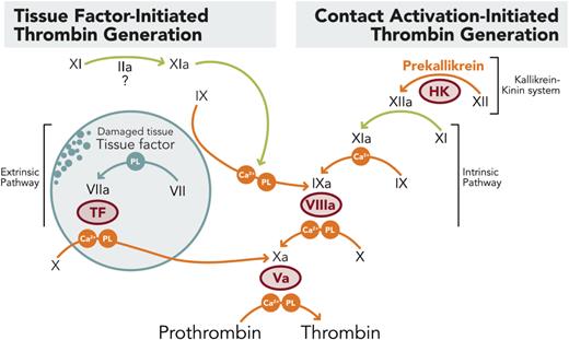 FXI/FXIa inhibition may allow for inhibition of contact pathway activation of thrombin generation depicted on the right side of the coagulation cascade, while allowing for tissue factor mediated activation of thrombin as seen on the left side, thus preventing thrombosis mediated by pathologic activation of thrombin by devices and inflammatory activators of coagulation while preserving hemostasis in the setting of trauma.