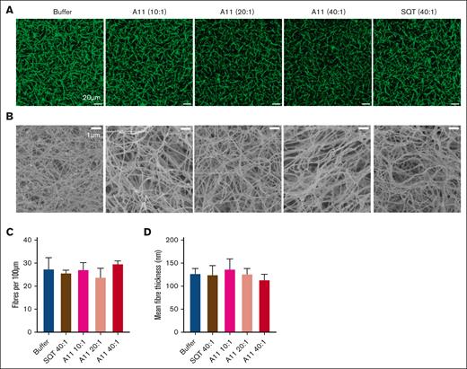 The effect of Affimer A11 in fibrin clot structure. Plasma clots in the presence of Affimer A11 at 10:1, 20:1, and 40:1 Affimer-to-α2AP molar ratio (scaffold-only Affimer and buffer with no Affimer were used as controls) were visualized using LSCM and scanning electron microscopy (SEM). (A) Z stacks (20.30 μm; 30 slices) were compiled to form 3-dimensional (3D) images that are presented here (scale bar, 20 μm). (B) SEM images (scale bar, 1 μm). (C) Fiber density was determined by counting the number of fibers using ImageJ software and presented as the average number of fibers per 100 μm. Two clots were made for each condition, and 3 images were taken in different areas of each clot. (D) Mean fiber thickness of fibers calculated in SEM images using ImageJ software. Two clots were made for each condition, and images were taken in 5 different areas of each clot; 20 fibers were measured in each image. Data presented as mean ± SD. Statistical analysis was performed using 1-way ANOVA; ∗P value < .05 represents difference from buffer control.