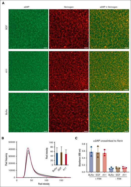 Incorporation of α2AP into the fibrin clot. (A) 3D images of compiled Z stacks of plasma clots made using AlexaFluor 594–labeled fibrinogen (red) and AlexaFluor 488–labeled α2AP (green; scale bar, 20 μm). (B) Histograms of pixel intensity within fibrin fibers demonstrating α2AP incorporation into the clot in the presence of A11, scaffold-only Affimer, or buffer only. (C) α2AP crosslinked to fibrin with or without factor XIII (FXIII) in the presence of Affimer A11, scaffold-only Affimer control protein, or buffer only studied using an enzyme-linked immunosorbent assay. Data presented as the mean ± SD of 3 independent experiments. One-way ANOVA test was used for statistical analysis.