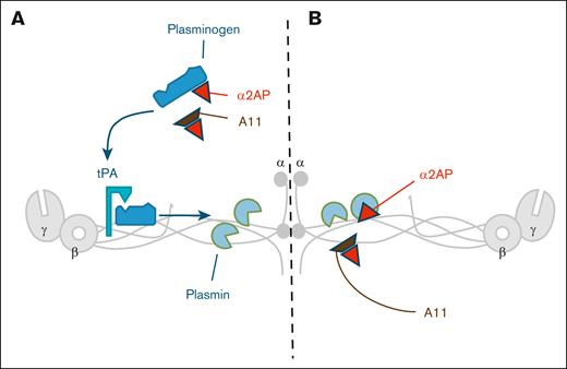 Schematic representation of Affimer A11 dual mechanism. (A) Affimer A11 increases plasmin production by facilitating plasminogen binding to fibrinogen through modulation of α2AP-plasminogen interaction. (B) Affimer A11 interferes with the suppression of plasmin activity by α2AP.