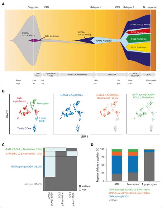 A trio of BCL2 variants identified upon venetoclax and azacitidine progression. (A) Fish plot representation showing changes in clonal architecture over time (x-axis), with bone marrow blasts (%) and treatments administered shown. Variants were characterized using a clinical NGS panel and relapse clonal architecture from single-cell DNA sequence.14 (B-D) Multiomic single-cell characterization of bone marrow from day 487 (panel A). (B) Two-dimensional UMAP plot showing specific phenotypic populations based on antibody tags (right). Mononuclear cells clustered into 4 main blood cell compartments including AML blast cells (red). Identified DNA clones (blue, orange, and green) are overlaid onto phenotypic populations (left). (C) The proportion of cells either wild-type (WT) or heterozygote for indicated GATA2 and BCL2 variants. (D) Proportion of each mutant clone within specified blood cell lineages. AZA, azacitidine; CLAG, cladribine, cytarabine, granulocyte colony-stimulating factor; CR, complete remission; HD, high-dose; HET, heterozygous; HOM, homozygous; mido, midostaurin; UMAP, Uniform Manifold Approximation and Projection; VEN, venetoclax; 7 + 3, cytarabine/daunorubicin.