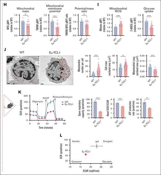 Accumulation of defective depolarized mitochondria in T cells from patients with CLL and Eμ-TCL1 model. Analysis of patient samples (A-G). (A) Mitochondrial mass (MTG) and mitochondrial membrane potential (MTO) in CD8+ T cells from HDs and patients with CLL. MTO:MTG (potential-to-mass) ratio normalized to HD mean values was determined. (B) Fold increase in MTG and MTO levels 48 hours after stimulation using anti-CD3/anti-CD28 soluble antibodies, relative to unstimulated (unstim) cells. (C-F) Extracellular flux analysis (T-cell metabolic profiling test) on T cells isolated after 48 hours with/without anti-CD3/anti-CD28 stimulation. (C) Representative OCR kinetic graph, alongside basal OCR and SRC from independent experiments. (D) Representative ECAR kinetic graph, alongside basal ECAR and glycolytic capacity from independent experiments. (E) Basal OCR and ECAR energy map, showing metabolic stages from independent experiments. (F) ATP production rates from glycolysis (glycoATP) and oxidative phosphorylation (mitoATP). (G) T-cell activation levels measured by surface levels of interleukin-2 receptor (CD25) after 48-hour anti-CD3/anti-CD28 stimulation. Analysis of murine samples (H-L). (H) Quantification of MTG, TMRM (MTO alternative), and TMRM:MTG (potential-to-mass) ratio in WT or AT Eμ-TCL1 splenic CD8+ T cells (data normalized to WT mean values). (I) Flow cytometric quantification of mitochondrial ROS (MitoSOX) and cellular glucose uptake (2-NBDG) in CD8+ T cells. (J) Representative transmission electron microscope images of CD8+ T cells from WT or AT Eμ-TCL1 spleens (red arrows indicate mitochondria), alongside measurements of mitochondrial parameters (each symbol represents a separate replicate image). (K-L) Extracellular flux analysis (mitochondrial stress test) on isolated splenic CD8+ T cells after 5 days stimulation using anti-CD3/anti-CD28 dynabeads. (K) Representative OCR kinetic graph and tabulated metabolic parameters. (L) Basal OCR and ECAR energy map. Data are cumulative from ≥3 experiments in panels H-I or representative of 3 independent experiments in panels K-L. Each symbol represents an individual animal in panels H-I. Isolated CD8+ T cells were pooled from 3 different mice spleens in panels J-L. Data are presented as mean ± standard error of the mean (SEM) in panels A-I; or mean ± standard deviation (SD) in panels J-L. Differences were analyzed using a 2-way analysis of variance (ANOVA) with Sidak multiple correction test in panels C-D,F or a 2-tailed unpaired t test in panels A-B,G-K. ∗P < .05; ∗∗P < .01; ∗∗∗∗P < .0001. 2-NBDG, 2-(N-(7-nitrobenz-2-oxa-1,3-diazol-4-yl)amino)-2-deoxyglucose; ATP, adenosine triphosphate; gMFI, geometric mean fluorescence intensity; ns, non-significant.