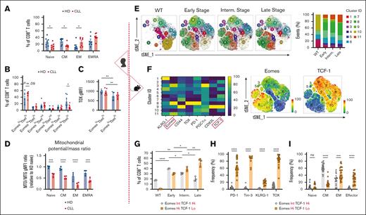 CLL progression drives T-cell transcriptional program toward an exhausted-like phenotype. Analysis of patient samples (left section, A-D). (A) Quantification of CD8+ T-cell memory subsets at baseline in HD and CLL PBMCs, based on the surface expression of CD45RA and CD27: naïve, CD45RA+CD27+; central memory (CM), CD45RA–CD27+; effector memory (EM), CD45RA–CD27–; and terminally differentiated EM (EMRA), CD45RA+CD27–. (B) Quantification of CD8+ T-cell subsets based on Tbet and Eomes expression in HD and CLL. (C) TOX expression levels within the EomeshiTbethi and EomesloTbetlo populations. (D) Ratio of mitochondrial membrane potential to mitochondrial mass (MTO:MTG) within naïve, CM, EM, and EMRA CD8+ T-cell subsets in samples from HDs and patients with CLL. Analysis of murine samples (right section, E-I). (E) Flow cytometry t-distributed stochastic neighborhood embedding (tSNE) and Xshift clustering analyses of splenic CD8+ T cells from WT or AT Eμ-TCL1 mice at different disease stages (left) with the quantification of the frequency of each cluster (right). (F) Expression levels of surface markers (PD-1, KLRG-1, CD44, and CD62L), TFs (Eomes, TOX, and TCF-1), and transcription coactivator (PGC1α) used in the tSNE analysis (left). Distinct expression of Eomes and TCF-1 within major clusters is shown (right). (G) Quantification of CD8+ T-cell populations in WT and at different disease stages based on the expression levels of Eomes and TCF-1. Quantitative results of exhaustion-related markers expression (H) and memory phenotypes:naïve, CD44–CD62L+; CM, CD44+CD62L+; EM, CD44+CD62L–; and effector, CD44–CD62L–. (I) within the Eμ-TCL1 T-cell Eomes/TCF-1 gates mentioned in panel G. Data are cumulative results from ≥3 experiments in panels H-I or representative of 3 independent experiments in panels E-G. Experiments were replicated using intermediate (interm)- and late-stage AT Eμ-TCL1 mice. Each symbol represents an individual animal in panels G-I. Data are presented as mean ± SEM in panels A-C,H-I; or mean ± SD in panels D,G. Differences were analyzed using a 2-way ANOVA with Sidak multiple correction test in panels A-D,G; or a 2-tailed, unpaired t test in panels H-I. ∗P < .05; ∗∗P < .01; ∗∗∗P < .001; ∗∗∗∗P < .0001. AT, adoptive transfer; gMFI, geometric mean fluorescence intensity; ns, non-significant; PBMCs, peripheral blood mononuclear cells; TFs, transcription factors.