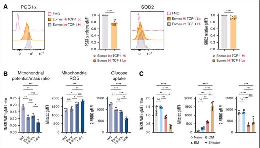 T-cell metabolic abnormalities are associated with CLL progression. (A) Representative histograms and quantification of relative intracellular PGC1α and SOD2 expression within AT Eμ-TCL1 CD8+ T-cell populations with distinct Eomes and TCF-1 expression. Each data point (EomesHiTCF-1Lo) was normalized to its individual control (EomesInt.TCF-1Hi) to combine mean fluorescence intensity (MFI) data from multiple independent experiments. Analysis of mitochondrial membrane potential-to-mass ratio (TMRM:MTG), ROS production (MitoSOX), and glucose uptake (2-NBDG) in CD8+ T cells of WT and AT Eμ-TCL1 mice at different disease stages (B) and in different memory populations of Eμ-TCL1 T cells (C). Data are cumulative results from ≥3 experiments in panel A or representative of 3 independent experiments in panels B-C. Experiments were replicated using the intermediate (interm)- and late-stage AT Eμ-TCL1 mice. Each symbol represents an individual animal in panels A-C. Data are presented as mean ± SEM in panel A; or mean ± SD in panels B-C. Differences were analyzed using a 2-tailed, unpaired t test in panel A; or an ordinary 1-way ANOVA with a Tukey multiple correction test in panels B-C. ∗P < .05; ∗∗P < .01; ∗∗∗P < .001; ∗∗∗∗P < .0001. AT, adoptive transfer; FMO, fluorescence minus one; gMFI, geometric mean fluorescence intensity; ns, non-significant.