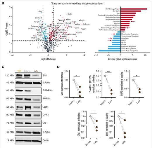 Transcriptional signature pinpoints metabolic and signaling changes associated with exhaustion in T cells along CLL progression. (A) Heat map of differentially expressed genes in various activation and metabolic signaling pathways in intermediate (interm)- and late-stage AT Eμ-TCL1 CD8+ T cells compared with WT (the 2 columns in each condition represent duplicate runs). (B) Volcano plot showing significantly upregulated (red) or downregulated (blue) genes in late- vs interm-stage AT Eμ-TCL1 CD8+ T cells, alongside differentially regulated pathways based on directed global gene set analysis significance score provided by ROSALIND software. Labeled genes on the volcano plot are related to either glycolysis, mitochondrial respiration, amino acid transporters, autophagy, AMPK pathway, cytokine and chemokine signaling, or TCR and costimulatory signaling. (C) Representative protein immunoblot analysis of selected targets related to AMPK pathway and mitochondrial dynamics in CD8+ T cells isolated from WT or AT Eμ-TCL1 mice at different disease stages. (D) Quantitative results comparing the expression of selected proteins in late- vs interm-stage CD8+ T cells. Isolated CD8+ T cells in each individual sample were pooled from ≥3 different mice spleens. Significance calculated as a P value <.05 and fold change ≥1.5 (upregulation) or –1.5 or less (downregulation) in panels A-B. Differences analyzed using 2-tailed, unpaired t test in panel D. ∗P < .05; ∗∗P < .01; ∗∗∗P < .001.