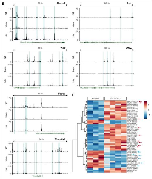 Epigenetic signature reveals the hierarchical programming of CLL T cells toward terminal differentiation and metabolic imbalance. (A) Principal component (PC) analysis of chromatin-accessibility profiles for WT, intermediate (interm)-stage, and late-stage AT Eμ-TCL1 CD8+ T cells using ATAC sequencing (ATAC-seq). (B) Venn diagram of overlap in the number of significantly more open (red; top) or more closed (blue; bottom) chromatin regions in interm- and late-stage AT Eμ-TCL1 CD8+ T cells relative to WT cells. (C) Peak annotation pie chart showing the genomic location of ATAC-seq peaks in CD8+ T cells. (D) Heat map of significantly changed ACRs in interm- and late-stage Eμ-TCL1 CD8+ T cells relative to WT cells. Numbers beside gene symbols indicate distance to transcription start site, and boxes highlight selected genes related to T-cell exhaustion, memory, and metabolic activity. (E) ATAC-seq tracks for selected genes (Havcr2, Tcf7, Vdac1, Timm8a2, Insr, and Pfkp). Significantly different ACR peaks in interm- and/or late-stage Eμ-TCL1 CD8+ T cells relative to WT control are highlighted. (F) Heat map from our previously published data set showing significantly changed ACRs in OT-I CD8+ T cells isolated from AT Eμ-TCL1 and WT mice 7 days after infection with murine cytomegalovirus-ovalbumin–expressing SINFEKL peptide. Arrows pointing to relevant genes related to either T-cell exhaustion (red) or memory differentiation and metabolic activity (light blue). Significance was calculated as false discovery rate adjusted P value < .05 in panels A-F.