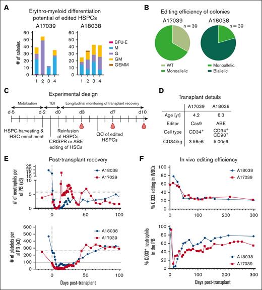 HSPCs are amenable to both CRISPR/Cas9 and ABE/Cas9-mediated CD33 editing, engrafting long-term and maintaining multilineage potential. (A) CFC assay of transplanted HSPCs. Sorted on (1) CD34+, (2) CD34+CD90+, (3) CD34+CD90−, and (4) CD34+CD45RA+. (B) Editing of single colonies collected from CFC assay. (C) Schematic of BM transplant and tracking of hematologic recovery. (D) Representative table of transplant information. (E) Hematologic recovery of A17039 and A18038 as measured by time to recovery of platelets and neutrophils. Vertical dashed line represents day of transplant. Horizontal lines represent threshold of recovery (solid line) and healthy blood ranges (dashed lines). (F) Recovery of total WBC compartment with CD33-edited cells (top) and the granulocyte compartment with CD33-modified cells (bottom) measured by ddPCR/NGS or FACS, respectively. BFU-E, burst forming unit erythroid; G, granulocyte; GEMM, granulocyte, erythrocyte, macrophage, megakaryocyte; GM, granulocyte, macrophage; M, macrophage; QC, quality control; WBC, white blood cell; WT, wild type.