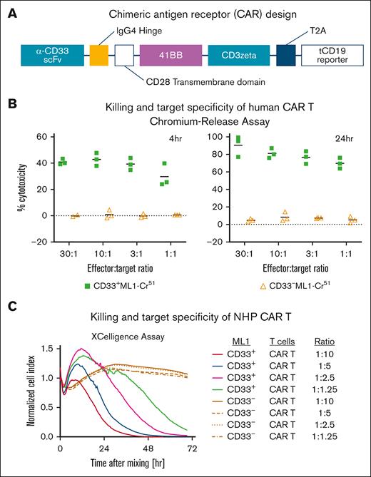 In vitro validation of a human/NHP cross-reactive CD33-directed CAR construct. (A) Representative schematic of CAR33 design with bicistronic tCD19 reporter. (B) CRA results of human CAR33 T cells cultured with CD33+ or CD33− ML-1 cells. (C) xCELLigence killing assay of macaque CAR33 T cells cultured with CD33+/− LLCMK2 cells. IgG4, immunoglobulin G4.