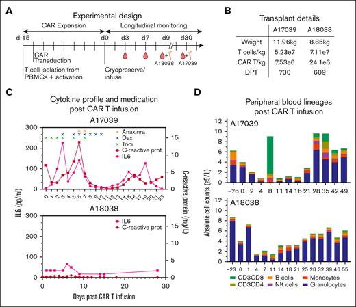 CAR33 expands in vivo and demonstrated divergent toxicity profiles in 2 RMs. (A) Representative schematic of CAR33 production and treatment of 2 RMs. (B) Values of total T cells and CAR33 T cells infused per kilogram bodyweight for both macaques and days after transplant (DPT) to CAR treatment. (C) Post-CAR cytokine response in both treated animals as measured by IL-6 and CRP. Colored X’s indicate treatment with toci (green), dexa (blue), and anakinra (orange). (D) Distribution of PB immune lineages before and immediately after CAR33 treatment. Population proportions determined by flow cytometry and matched to absolute cell counts determined by complete blood counts. Dex, dexamethasone; DPT, days post-transplant; NK cell, natural killer cell; toci, tocilizumab.