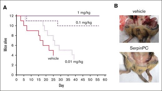 Effect of SerpinPC on spontaneous bleeding in HA mice. (A) A Kaplan-Meier survival curve is plotted for HA mice treated with either vehicle or 0.01, 0.1, or 1 mg/kg SerpinPC by subcutaneous injection 3 times per week for a maximum of 8 weeks (56 days). The vehicle and 0.01 mg/kg groups were euthanized early after reaching the humane end point. Only 2 mice from the 0.1 mg/kg group died, and none died in the 1 mg/kg group. (B) Surviving mice at the end of the treatment periods were examined to detect overt internal bleeding. Vehicle-treated mice experienced bleeding into many tissues, whereas those treated with 0.1 or 1 mg/kg SerpinPC did not exhibit any signs of internal bleeding.