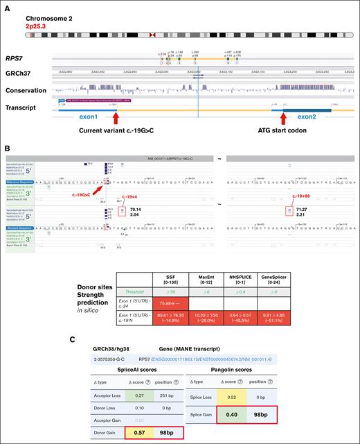 The genomic map of the RPS7 noncoding variant and in silico prediction on splicing impact. (A) The genomic location map of the RPS7 c.-19G>C variant in reference to the noncoding exon and the start site (ATG/c.1, Alamut software). (B) In silico algorithms unanimously predicted a donor loss and the precise position of the 2 neo-donors at +4 and +98 loci (Alamut). (C) An independent algorithm (SpliceAI) concurrently confirmed a significant donor loss (at c.-19+1) and a robust new donor gain (at c.-19+98) induced by the c.-19G>C variant (framed red). SSF, SpliceSiteFinder.