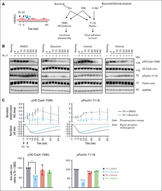 Bosutinib attenuates phosphorylation of adherens junctions and focal adhesions during Thr-induced endothelial barrier disruption. (A) A schematic overview of the target selectivity of BCR-ABL drugs against 3 kinases that phosphorylate VE-cadherin (Y685) and paxillin (Y118). (B) Thrombin (Thr)-induced temporal phosphorylation kinetics of VE-cadherin (Y685) and paxillin (Y118) were probed using immunoblotting, along with their respective total proteins. GAPDH was used as a loading control (n = 3). (C) Upper panel, Thr-induced fold change of the indicated phosphoprotein in the presence of DMSO vehicle control or bosutinib is plotted above the respective xCELLigence traces. ImageJ quantification of phosphoproteins levels in panel B was adjusted to the total protein amounts, and fold change was calculated by normalizing to the resting state (nontreated, media only). The data are presented as means ± SD (n = 3). Lower panel, quantification of the KI effect on phosphorylation (total protein normalized) in the presence of KIs or DMSO control (100%). The bars represent the median AUC ± SD (n = 3). A 1-way ANOVA, followed by Dunnett multiple comparison test, was used to analyze the data. ∗P < .05. FAK, focal adhesion kinase; GAPDH, glyceraldehyde-3-phosphate dehydrogenase; pVE-Cadh, protein VE-cadherin.