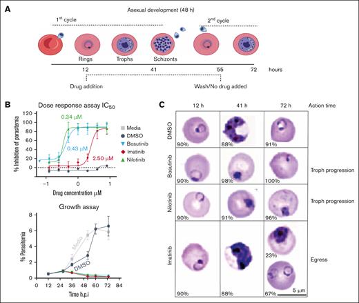 BCR-ABL drugs suppress P falciparum growth in RBCs. (A) Schematic of the 2-cycle P falciparum blood stage growth inhibition assay. (B) Upper panel, 2-fold dose-response curve ranging from 0.1 to 8 μM, followed by a media wash at 55 hours. Parasitemia was measured using SYBR staining with flow cytometry, which was performed at 72 hours. The half-maximal inhibitory concentrations (IC50) of the drugs are indicated. Lower panel, P falciparum asexual intraerythrocytic growth assay. At the ring stage (∼12 h after invasion), media only treatment or treatment with 4 μM KIs or DMSO (vehicle) was applied. The parasites were grown for 2 consecutive growth cycles and the percentage parasitemia was determined using SYBR staining with flow cytometry every 12 hours after infection. The data are presented as means ± SD (n = 3). (C) Representative bright field images of Giemsa-stained blood smears for parasite maturation during drug assay. The percentage of the representative parasite stage is shown at the bottom left corner of each Giemsa-stained image for the respective time point and treatment condition. Scale bar = 5 μm. RBCs, red blood cells.