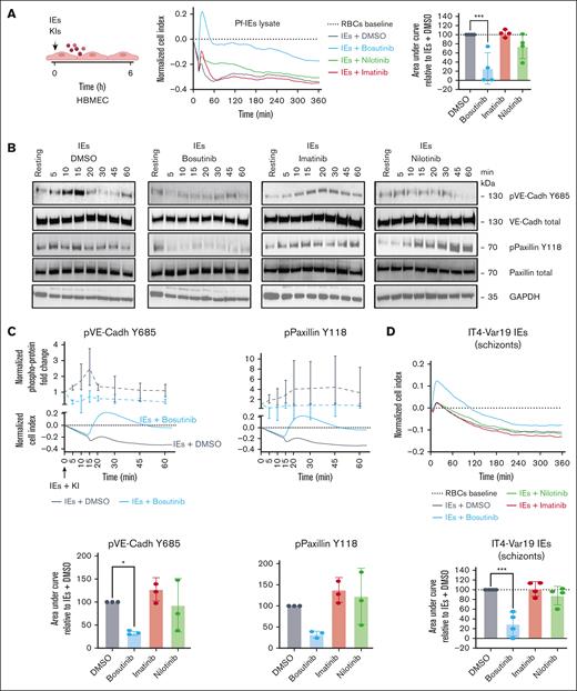 Bosutinib can attenuate parasite-induced barrier disruption in HBMECs. (A) Schematic overview of the parasite-permeability assay. Representative xCELLigence recordings of HBMECs treated with lysates from 3D7 Pf-IEs. The traces were normalized to that of uninfected RBC lysates. KIs (0.5 μM) were added at the same time as the parasite lysate. Right, total change in cell index is summarized as the AUC relative to that of DMSO (100%). The data are presented as the mean ± SD (n = 4, done in duplicate). ∗P < .05 determined using a 1-way ANOVA, followed by Dunnett multiple comparison test (compared with the DMSO/Pf-IEs lysate group). (B) 3D7 Pf-IE lysate–induced phosphorylation of VE-cadherin (Y685) and paxillin (Y118) were probed using immunoblotting, along with their respective total proteins. GAPDH was used as a loading control. The western blot images are representative of 3 independent biologic replicates. (C) Upper panel, the 3D7 Pf lysate–induced fold change of the indicated phosphoproteins levels, adjusted to the total protein amounts (dashed lines), is plotted above the Pf lysate-induced change in the cell index (solid lines), measured using the xCELLigence platform in panel (A). Fold change was calculated by normalizing the data against the data of the resting state (nontreated, media only). Lower panel, The AUC was calculated for the temporal phosphoprotein kinetics (total protein normalized) in the presence of KIs or for the DMSO control (100%). Bars represent the mean AUC ± SD (n = 3). ∗∗∗P < .001; ∗P < .05 determined using 1-way ANOVA, followed by Dunnett multiple comparison test (compared with DMSO control). (D) Upper panel, representative recording of xCELLigence barrier response to schizont-stage IT4var19-IEs (after normalization to uninfected RBCs). DMSO or KIs (0.5 μM) were added after 1 hour of co-culture of purified schizont-stage IEs or RBCs with HBMECs. Lower panel, quantification of barrier protective activity of KIs against schizont-induced barrier disruption. The data are presented as mean ± SD (n = 4, each done in triplicate). ∗∗∗P < .001 determined using a 1-way ANOVA, followed by Dunnett multiple comparison test (compared with the DMSO/Pf-IEs group). GAPDH, glyceraldehyde-3-phosphate dehydrogenase; pVE-Cadh, protein VE-cadherin; RBCs, red blood cells.