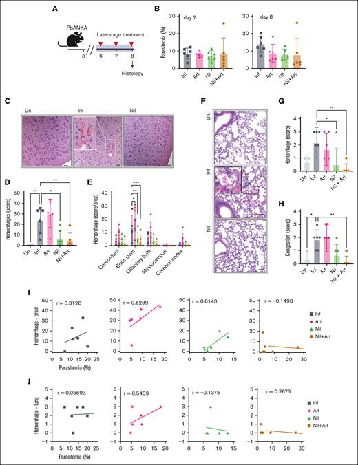 Nilotinib reduces brain and lung hemorrhages in late-stage treatment intervention. (A) Schematic overview of the histology study conducted on day 8 after infection. (B) Parasitemia in mice on day 7 and 8 after infection (n = 6 mice per group). (C) Representative hematoxylin and eosin (H&E)–stained brain sections of uninfected (Un), infected (Inf), and nilotinib (Nil)-treated mice. Hemorrhage (white dashed box) in the cerebral cortex area on day 8 after infection (magnification ×10; scale bar = 100 μm; magnification ∼×3.6, boxed inset). (D) Total brain hemorrhage score. (E) Individual brain area hemorrhage score. (F) Representative H&E lung sections (magnification ×20; scale bar = 50 μm) showing hemorrhage area (black dashed box; magnification ∼×4, boxed inset). Lungs were collected on day 8 after infection. (G) Lung hemorrhage score. (H) Lung congestion score. (I) Correlation of parasitemia and brain hemorrhage score. (J) Correlation of parasitemia and lung hemorrhage score. A 1-way ANOVA, followed by Dunnett multiple comparisons test (compared with the infected group) was used to analyze the data. ∗P < .05; ∗∗P < .01; ∗∗∗P < .01.