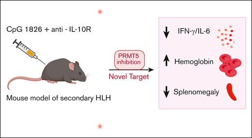 sHLH is induced in mice through the administration of CpG-1826 and anti-IL-10R antibodies. Treatment with PRT382, a selective PRMT5 inhibitor, mitigates HLH-associated pathology, including splenomegaly, hepatomegaly, and anemia, while normalizing IFN-γ and IL-6 levels.