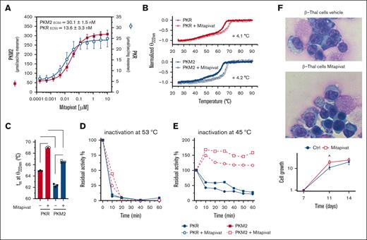 Mitapivat activates both recombinant PKLR and PKM2, increases protein thermal stability, and ameliorates morphology of β-thal erythroblasts. (A) In vitro activity of recombinant PKLR and PKM2 enzymes incubated with increasing concentrations of mitapivat. Data are mean ± standard deviation (SD; n = 3). (B) Dichroic signal (at 222 nm) of thermal denaturation of PKLR and PKM2 recorded in the absence or presence of saturating concentration of mitapivat (10 μM). Data are mean ± SD (n = 3). (C) Comparison between the calculated melting temperatures and statistical analysis. Data are mean ± SD (n = 3). t test significance, ∗∗∗∗P ≤ 0.0001. (D) Residual activity of PKLR and PKM2 enzymes in the absence or presence of mitapivat (10 μM) after incubation at 53°C. Values are reported as percentage of the initial activity assayed at 25°C. (E) Residual activity of PKLR and PKM2 at 45°C. All error bars are SDs. (F) May-Grunwald-Giemsa staining for erythroblast morphology (upper) of CD34+-derived erythroid precursors, on day 14 of culture, from patients with β-thal (cod β039) with or without mitapivat, showing improvement of irregular nuclear shape and chromatin condensation. One representative image from 5 with similar results is shown. Original magnification, 100×. Quantification of abnormal erythroblasts is shown in supplemental Figure 3A. Cell growth (lower) of the erythroid precursors, as in panel A. Data are mean ± SEM (n= 5). ˆP < .05 (compared with vehicle-treated cells).