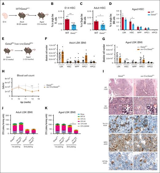 Aged Gata2+/− and vav-cre;Gata2fl/+ mice exhibit diminished HSC functionality together with significant defects when subjected to proliferative stress. (A) Representative example of the developmental stage and genotype of the mice used in the study. % of HSCs in both WT (red) and Gata2+/− (blue) from embryo (E14) (B), adult (8-25 weeks) (C), and aged (15 months) (D) mice. Representative example of the developmental stage and genotype of the mice used in the study (E). Number of stem and progenitor cells in adult (F) Gata2fl/+ (gray) and vav-Cre;Gata2fl/+ (brown) and aged mice (G). Blood cell count of Gata2fl/+ and vav-Cre;Gata2fl/+ over the time (H). Histopathology performed on sternum from aged Gata2fl/+ and vav-Cre;Gata2fl/+ mice (I). Adult HSC cells from both Gata2fl/+ and vav-Cre;Gata2fl/+ adult mice were serially cultured in CFU (J, first plate; K, re-plating). ∗P < .05; ∗∗∗P < .001. BFU-E, burst-forming unit erythroid; CFU, colony-forming unit assays; G, granulocyte precursor cell; GMEM, granulocyte, monocyte, erythrocyte, and megakaryocyte; GM, granulocyte-macrophage progenitor; H&E, hematoxylin and eosin; HPC, hematopoietic progenitor cell; M, monocytic precursor cells; MPO, myeloperoxidase staining; MPP, multi-potent progenitor.