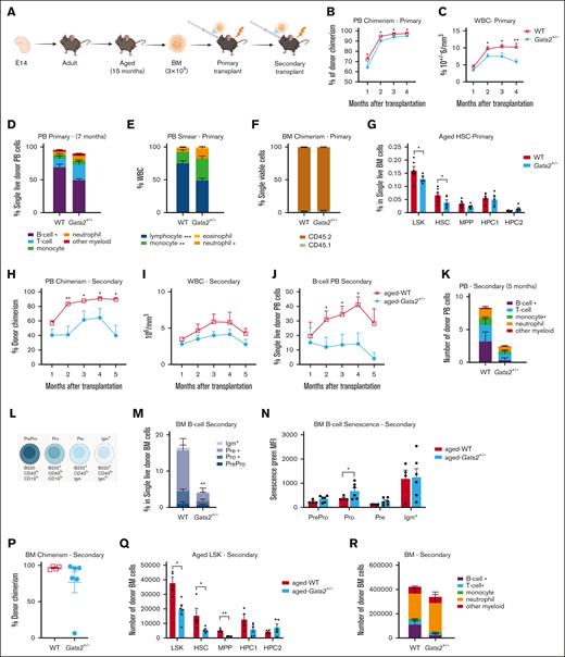 Characterization of aged Gata2+/− transplanted mice. (A) Representative example of the transplantation assay performed with aged WT and Gata2+/− mice. (B) PB chimerism analysis performed over the months in WT and Gata2+/− mice. (C) Total WBC count analyzed over the time in WT and Gata2+/− mice. (D) Analysis of the different donor blood cell subsets performed in PB 7 months after primary transplantation in WT and Gata2+/− mice. (E) Analysis of the different blood cells subsets from PB smears 7 months after primary transplantation in WT and Gata2+/− mice. (F) BM chimerism analyzed 7 months after transplantation. (G) Analysis of the donor aged HSC BM compartment 7 months after primary transplantation in WT and Gata2+/− mice. (H) Representative example of the secondary transplantation assay performed with aged WT and Gata2+/− mice. (I) PB chimerism analysis performed in WT and Gata2+/− mice. (J) Total WBC count analyzed over the time in WT and Gata2+/− mice. (K) Donor B-cell analysis from PB 4 months after secondary transplantation in WT and Gata2+/− mice. (L) Analysis of the different donor blood cell subsets performed in PB 4 months after secondary transplantation in WT and Gata2+/− mice. (M) Schematic representation of B-cell differentiation in WT and Gata2+/− mice. (N) Donor B-cell differentiation in BM after secondary transplantation in WT and Gata2+/− mice. (O) Donor B-cell senescence analyzed 4 months after secondary transplantation in WT and Gata2+/− mice. (P) BM chimerism analyzed after secondary transplantation in WT and Gata2+/− mice. (Q) Analysis of aged donor HSC BM compartment 4 months after secondary transplantation. (R) Analysis of the different donor blood cell subsets performed in PB 4 months after secondary transplantation in WT and Gata2+/− mice. IgM, immunoglobulin M; WBC, white blood cell.