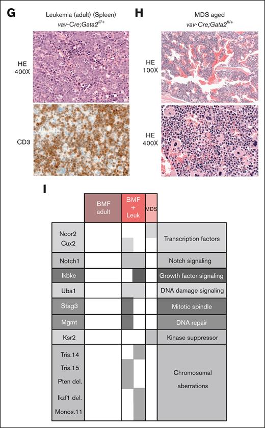 Transplantation of vav-cre;Gata2fl/+ LSK into lethally-irradiated mice leads to BMF and leukemia. (A) Representative example of the transplantation assay performed with Gata2fl/+ and vav-Cre;Gata2fl/+ mice. Survival curves obtained after subjecting adult (B) and aged (C) Gata2fl/+ and vav-Cre;Gata2fl/+ mice to transplantation and followed over the time. Blue stars show the mice that succumbed due to leukemia. (D) Hematoxylin and eosin (H&E) staining performed on sternum obtained from donor and succumbed mice due to BMF leukemic and myelodysplasic mice at original magnification ×100 and original magnification ×400. (E) Analysis of the different BM-cell subsets from animals that succumbed due to BMF and leukemia compared to Gata2fl/+ mice. (F) GSEA of RNA-seq analysis of CD45.2+ BM cells from Gata2fl/+ and vav-Cre;Gata2fl/+ mice. X-axis indicates significance value. (G) H&E and CD3 IHC performed on spleen obtained from an adult succumbed mouse due to leukemia. (H) H&E staining performed on BM obtained from an aged succumbed mouse due to MDS. (I) WES and array-CGH analysis performed on BM samples obtained from succumbed animals due to BMF, leukemia, and MDS. ∗P < .05. CGH, comparative genomic hybridisation; Ctrl, control; IHC, immunohistochemistry; Leuk, leukemia; NB, number of genes in the leading edge of GSEA; WES, whole exome sequencing.