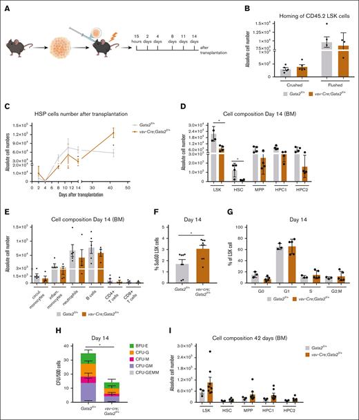 vav-cre;Gata2fl/+ cells lead to a delayed hematopoietic reconstitution. (A) Representative example of the time points analyzed after transplantation with Gata2fl/+ and vav-Cre;Gata2fl/+ mice. (B) Absolute cell numbers obtained 15 hours after transplantation after crushing or flushing the bones. (C) Absolute LSK numbers analyzed over the time after transplantation. (D) Analysis of the different BM-cell subsets from Gata2fl/+ and vav-Cre;Gata2fl/+ mice 14 days after transplantation. (E) Analysis of the different blood cell subsets 14 days after transplantation in Gata2fl/+ and vav-Cre;Gata2fl/+ mice. (F) % of SubG0 LSK cells after Ki67/DAPI staining performed in Gata2fl/+ and vav-Cre;Gata2fl/+ mice. (G) % of mitotic cell stages performed in Gata2fl/+ and vav-Cre;Gata2fl/+ mice. (H) Colony-forming assays from Gata2fl/+ and vav-Cre;Gata2fl/+ LSK cells 14 days after transplantation. (I) Analysis of the HSC BM compartment from both Gata2fl/+ and vav-Cre;Gata2fl/+ mice 42 days after transplantation. ∗P < .05.