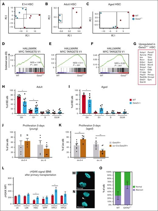 Gata2 associated phenotypes are accompanied by proliferation defects and genomic instability. (A) PCA of E14, (B) adult, and (C) aged WT (red) and Gata2+/− (blue) HSCs. Each dot represents the transcriptome of an individual sample. (D) Hallmark GSEA of Myc targets in E14, (E) adult, and (F) aged WT and Gata2+/− HSCs. (G) Commonly upregulated genes in Myc Targets V1 GSEA upregulated in all conditions in Gata2+/− HSCs. (H) Proliferation analysis of adult (I) and aged WT and Gata2fl/+ HSCs. (J) Proliferation analysis of young and (K) aged WT and vav-Cre;Gata2fl/+ mice 3 days after carboxyfluorescein diacetate succinimidyl ester (CFSE) staining. (L) Quantification of γH2AX signals in aged-WT and aged-Gata2+/− after transplantation of LK, LSK, HSC, MPP, HPC1, and HPC2 compartments of the BM. (M-N) representative image of a WT and GATA2+/− K562 cell during anaphase of cell cycle with (M) indicating a normal proliferation event and (N) indicating an aberrant proliferation event indicated by the arrowhead and quantified in (O) N = 3 biological replicates, in total 50 anaphases scored for WT and 49 anaphases scored for GATA2+/−. ∗P < .05; ∗∗P < .01; div, cell division; MFI, mean fluorescence intensity; PC, principal component.