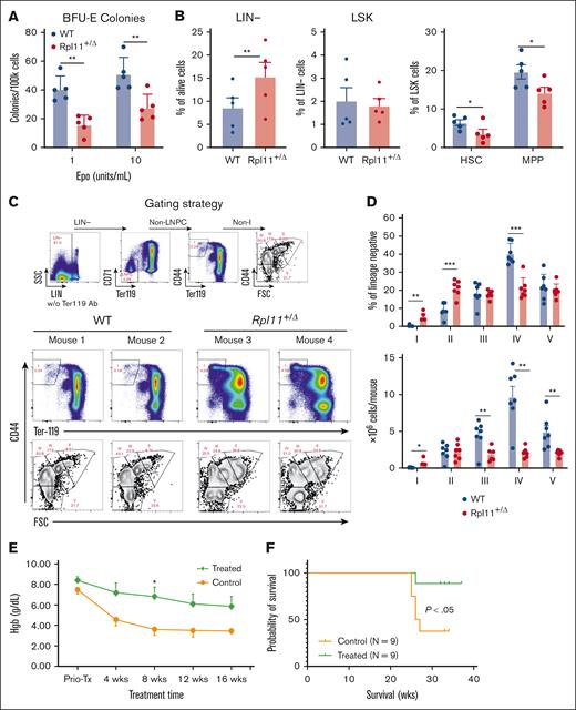 Abnormal erythropoiesis in Rpl11+/▵ mice and L-leucine treatment. (A) Burst-forming unit-erythroid (BFU-E) colony counts. BM cells (2 ×105) in 1 mL of MethoCult M3234 medium supplemented with 1 or 10 units/mL recombinant mouse EPO. Number of BFU-E colonies (containing >10 cells) was counted on days 8 to 10 using STEMvision (STEMCELL Technologies). N = 5 per group. (B) Frequency analysis of hematopoietic stem cells/progenitor cells by flow cytometry. Fresh single BM cells were collected from the femurs and tibias. LIN−, lineage negative (CD4–CD8–B220-Gr1-CD11b–Ter119–); LSK, LIN– Scal-1+ c-Kit+; hematopoietic stem cells, LIN-Scal1+cKit+CD48–CD150+, multipotent progenitors, LIN-Scal1+cKit+CD48–CD150–. N = 5 per group. (C) Representative flow cytometry analysis of erythroid differentiation trajectory in BM cells from Rpl11+/▵ mice and WT littermates. LIN− population (CD4–CD8–B220-Gr1-CD11b–) was analyzed and gated as previously reported16 to identify the LNPCs and erythroblast populations I to V, which include BFU-E deriving cells and proerythroblasts (I), basophilic erythroblasts (II), polychromatic erythroblasts (III), orthochromatic erythroblasts (IV), and reticulocytes and mature RBCs (V). The data revealed a differentiation block of BFU-E-derived cells/proerythroblasts (I-II) before polychromatic erythroblasts (III). (D) Frequency analysis of flow cytometry data for the populations of erythroid differentiation trajectory in the BM from Rpl11+/▵ mice and WT littermates. N = 7 per group. (E) Mice treated with 1.5% l-leucine in drinking water at the age of 4 to 6 weeks for 16 weeks. Blood Hgb concentration was monitored every 4 weeks. (F) Kaplan-Meier analysis shows that L-leucine treatment significantly prolonged the survival of the treated group (P < .05). Statistical differences between groups were calculated using a 2-tailed Student t test. Data are presented as mean ± standard error of the mean, ∗P < .05; ∗∗P < .01; ∗∗∗P < .001. More supportive data are provided in supplemental Figures 2 and 3. FSC, forward scatter; LNPC, LIN− precursor cells; wks, weeks.